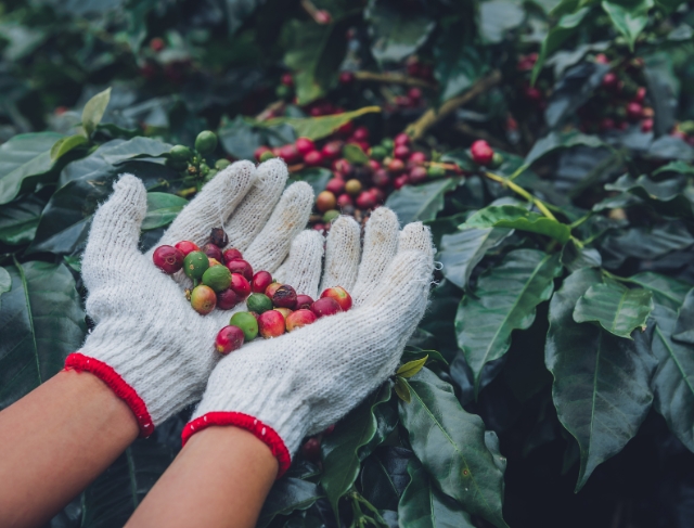 CAFÉ/CEPEA: Preços oscilam com força em novembro, mas dentro de patamar do mês anterior